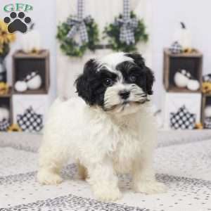 Beanie, Havapoo Puppy